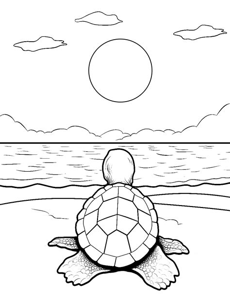 50 Turtle Coloring Pages: Free Printable Sheets .